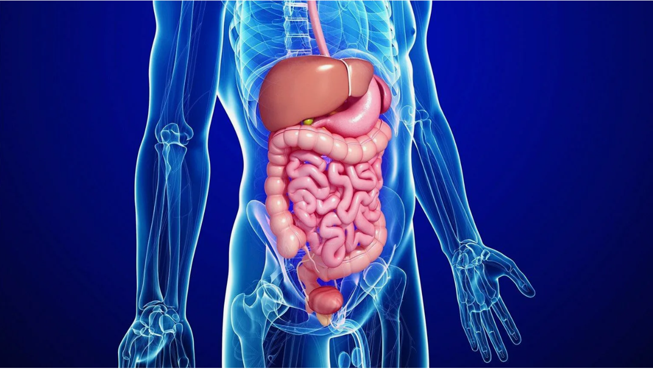 Желудочно-кишечный тракт (гастриты, панкреатиты, холециститы, камни в&nbsp;желчном) - какие препараты компании Сово-Сова принимать