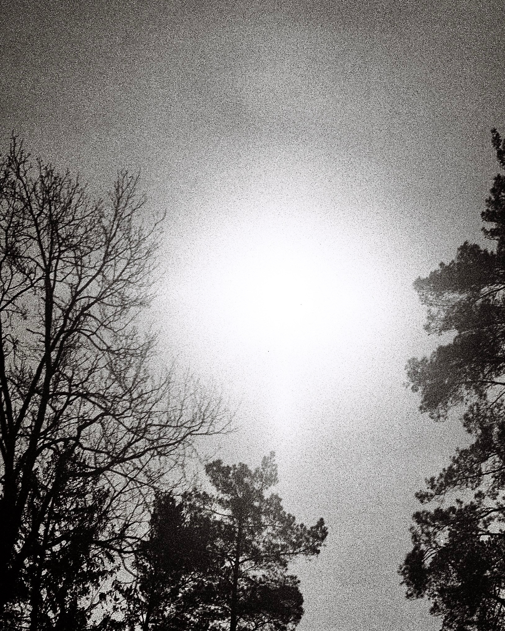 Круг жизни. Пылина Ирина — современная фотография