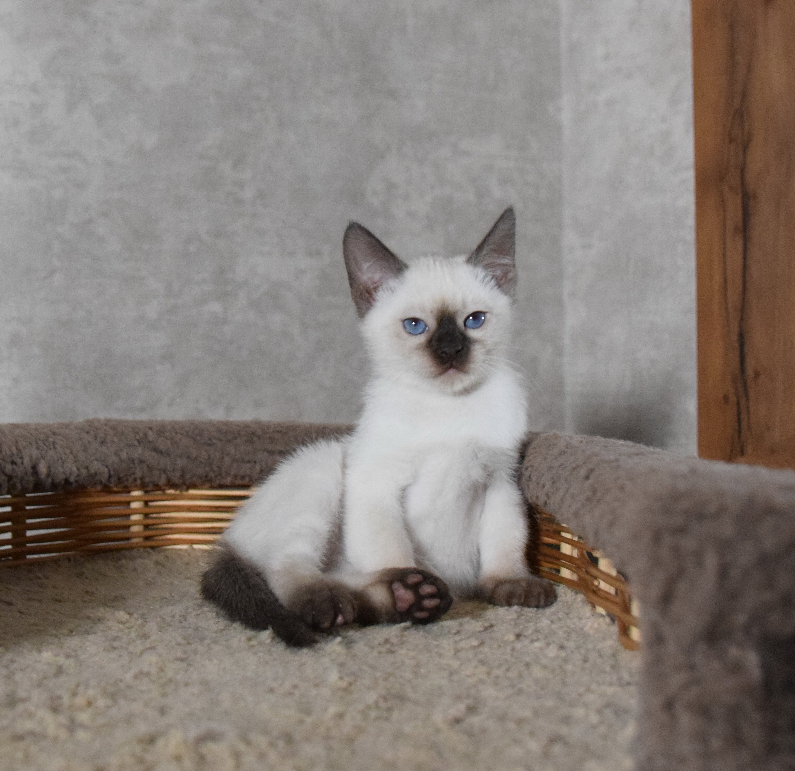 Котята. Питомник тайских кошек в Санкт-Петербурге Noyland