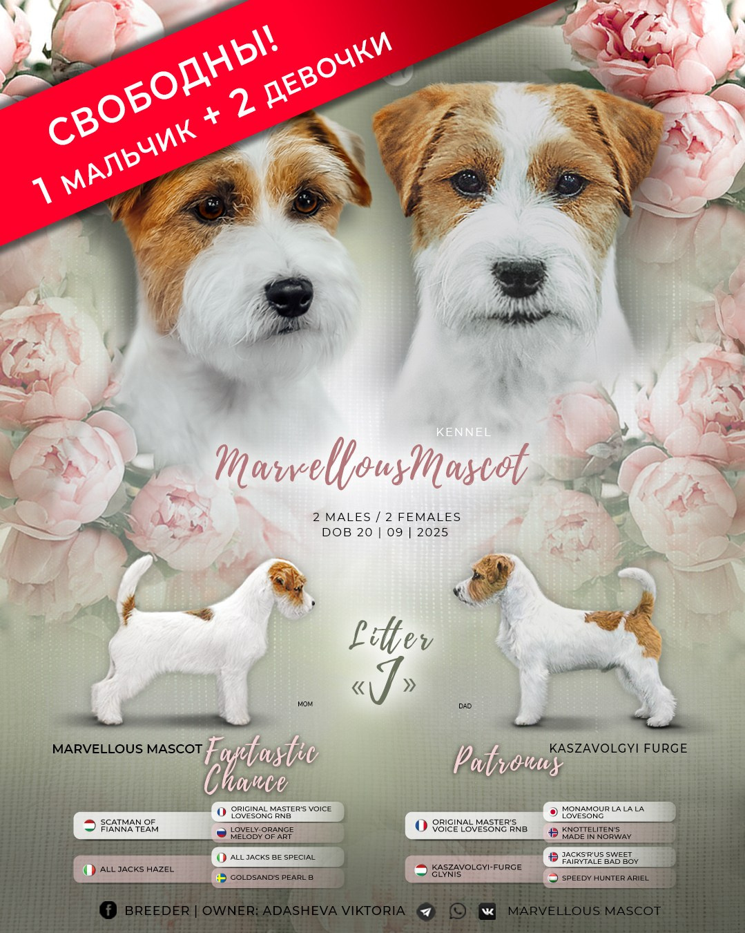 ЩЕНКИ КУПИТЬ. CANE MAESTRO — kennel Jack Russell Terrier