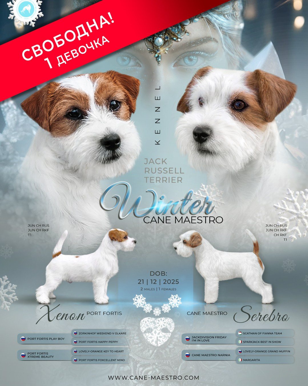 LITTER «Б» 21/12/2025. CANE MAESTRO — kennel Jack Russell Terrier