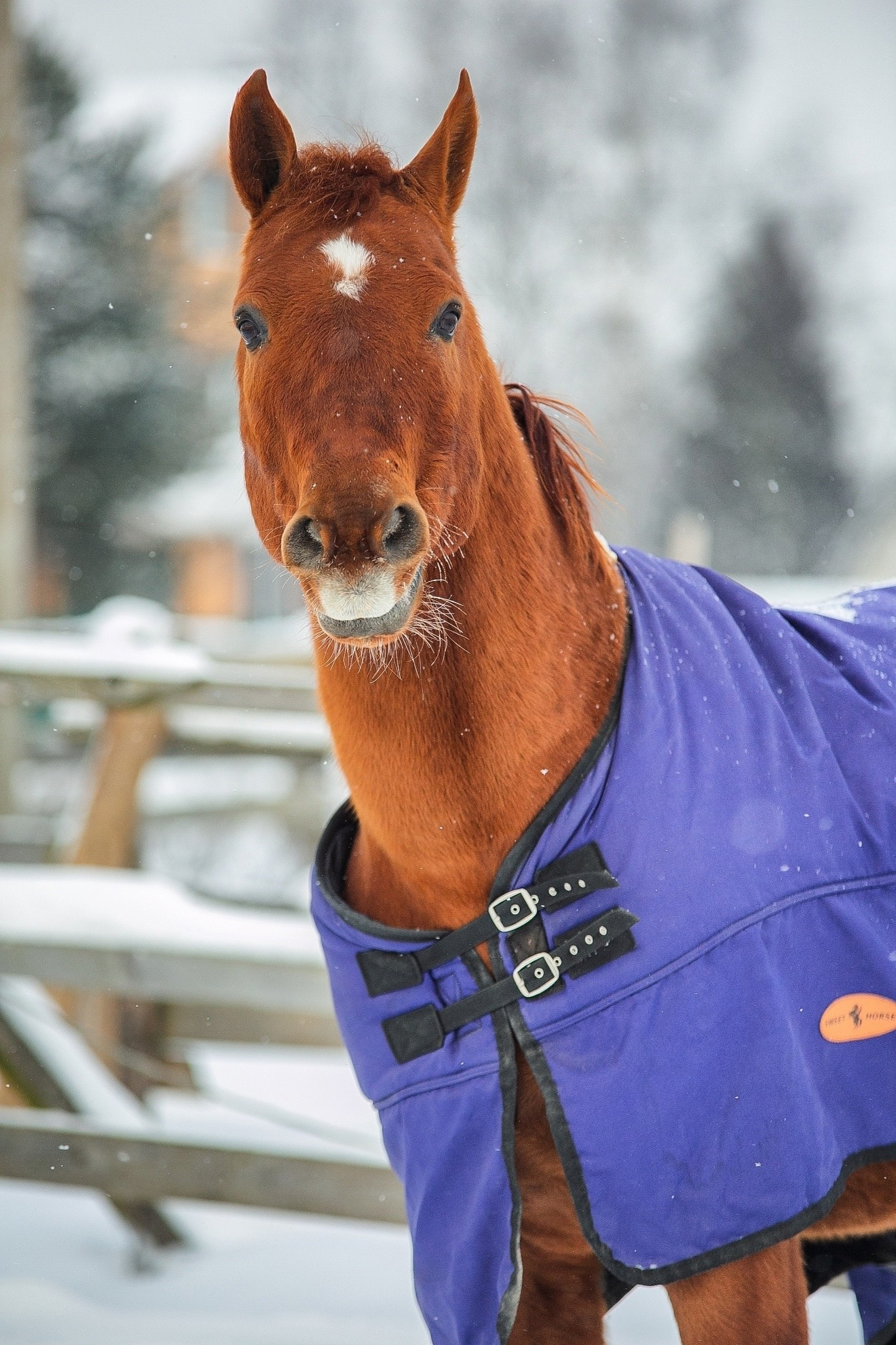 Тачан 2010 г. р. (Ти Джей-Чумиза). Конный фотограф Юлия Дроздова