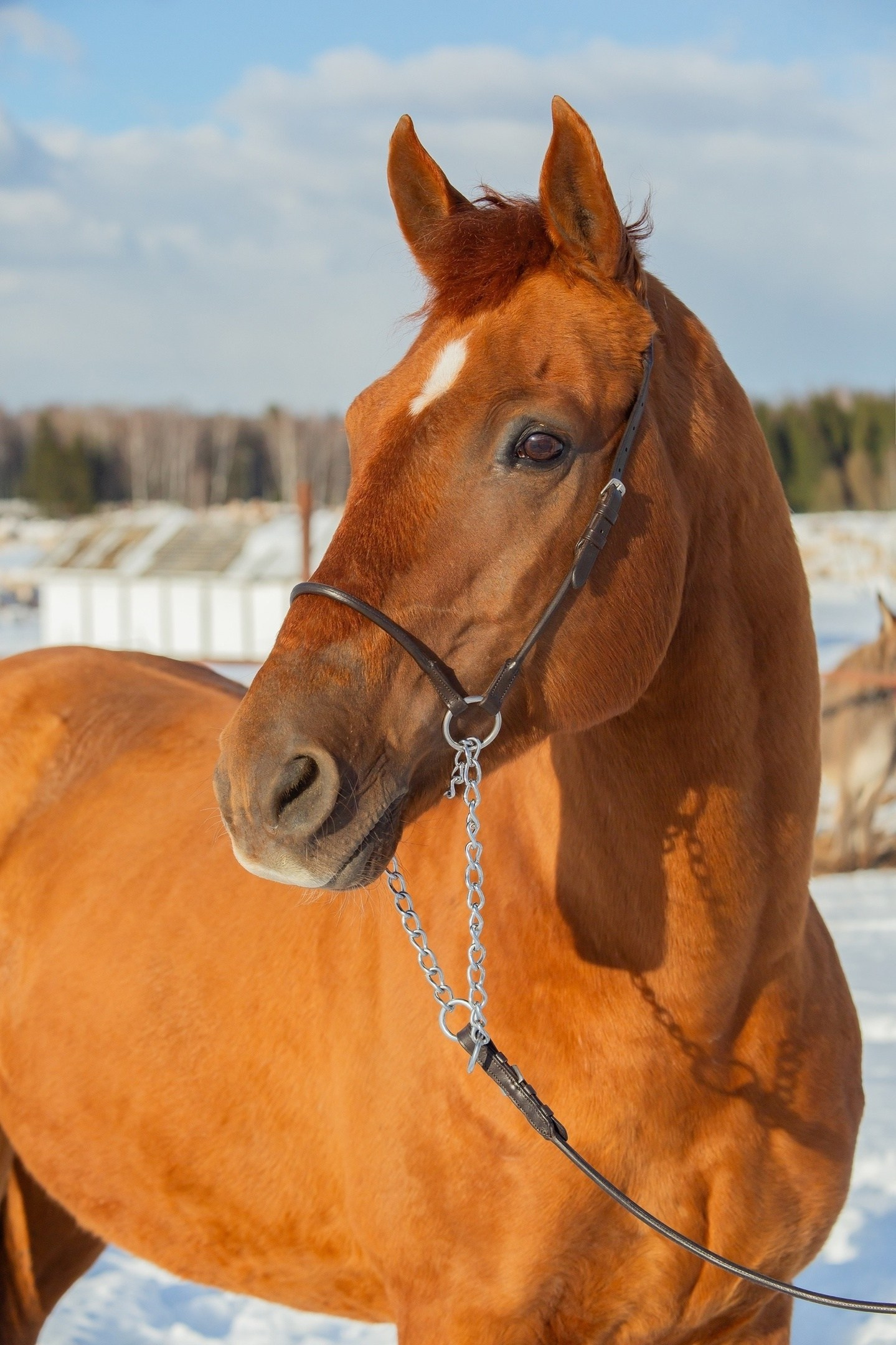 Тачан 2010 г. р. (Ти Джей-Чумиза). Конный фотограф Юлия Дроздова