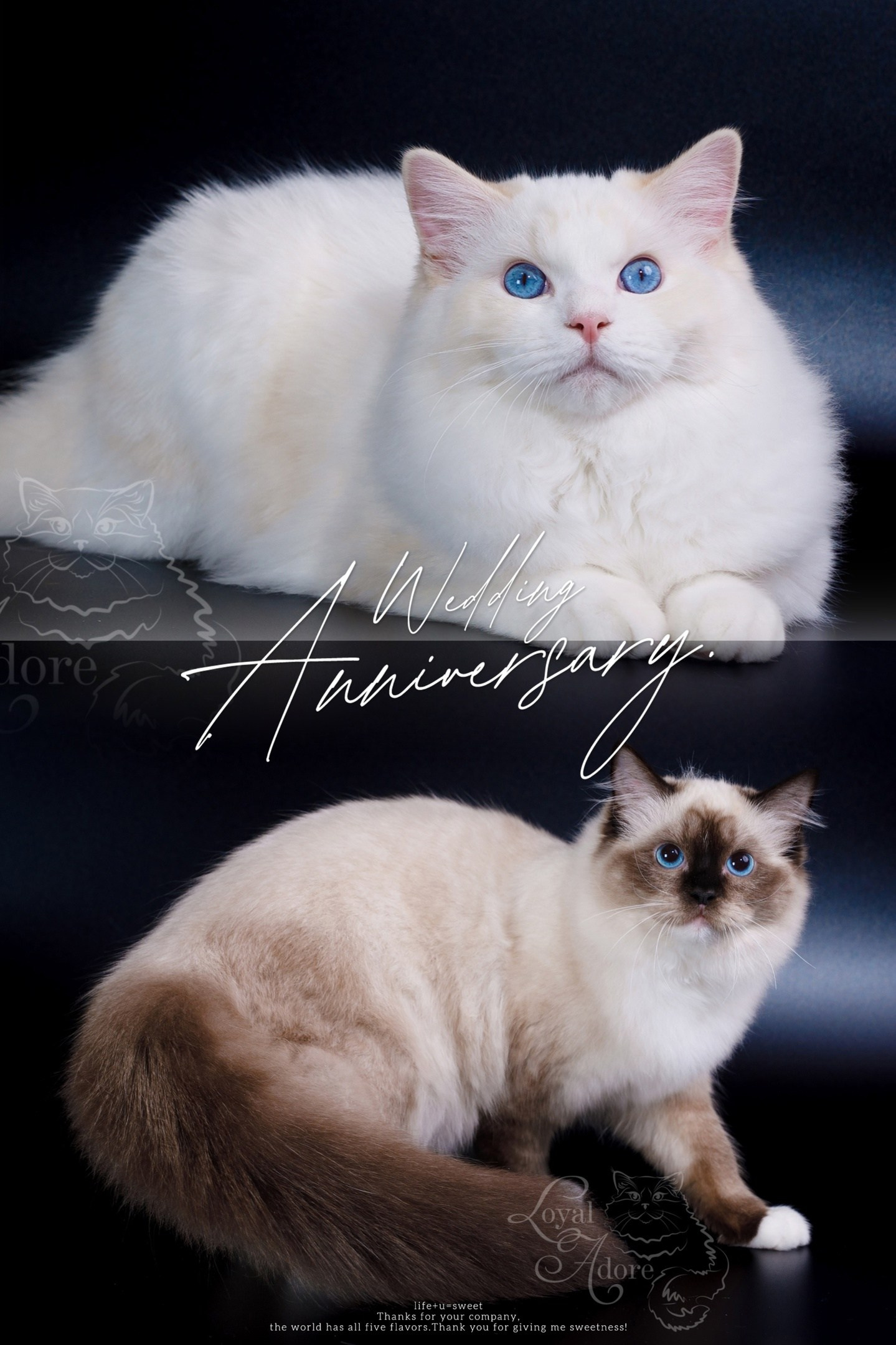 Котята рэгдолл от Loyal Adore. Питомник рэгдолл Loyal Adore