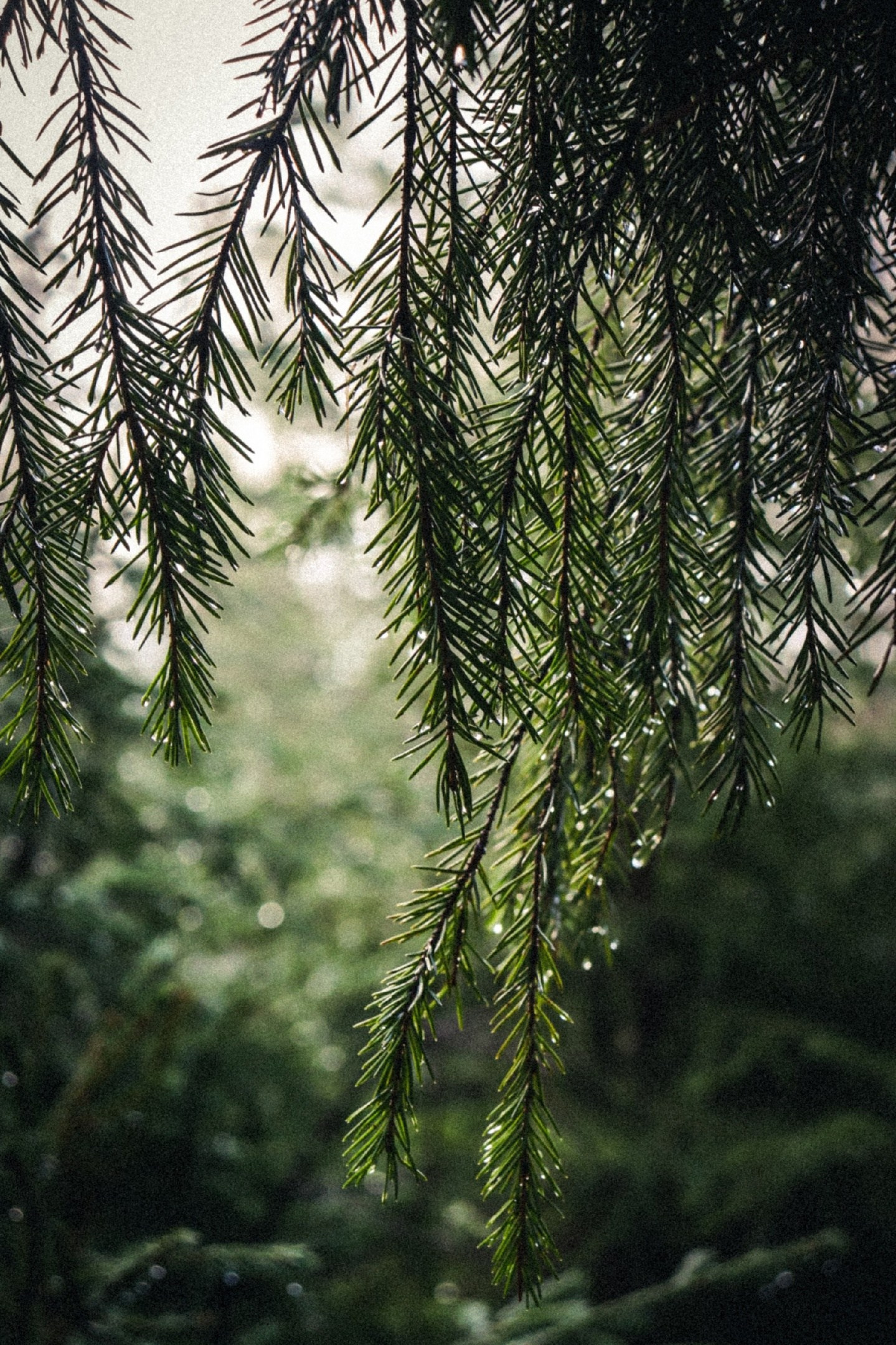 Фотограф в Костроме|Нерехте Юлия Кузнецова