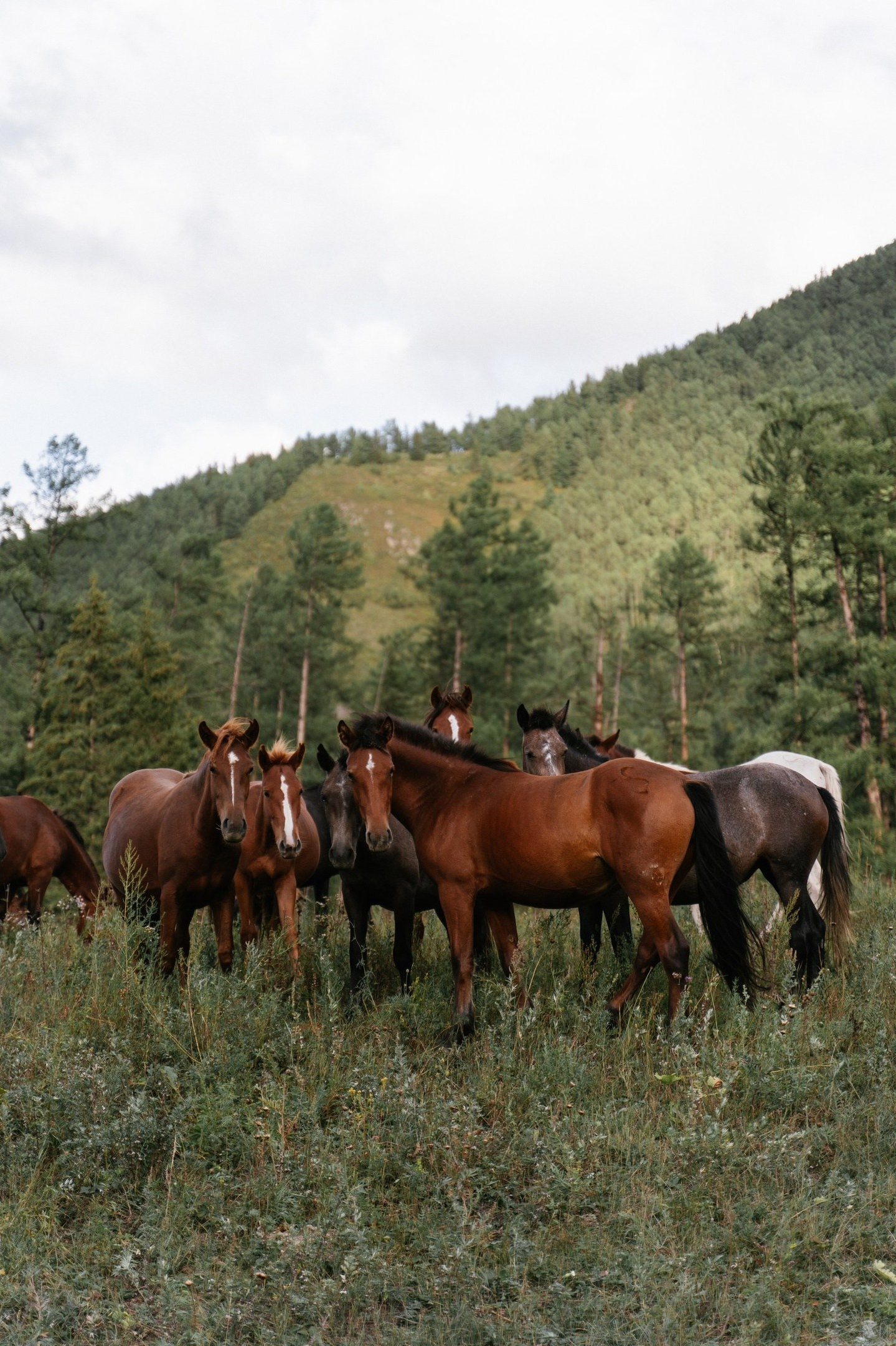 Природный парк Белуха. Фотограф в Санкт-Петербурге — Лучина Екатерина