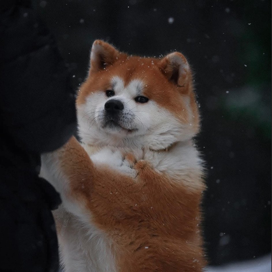 Контакты. Питомник Акита-Ину