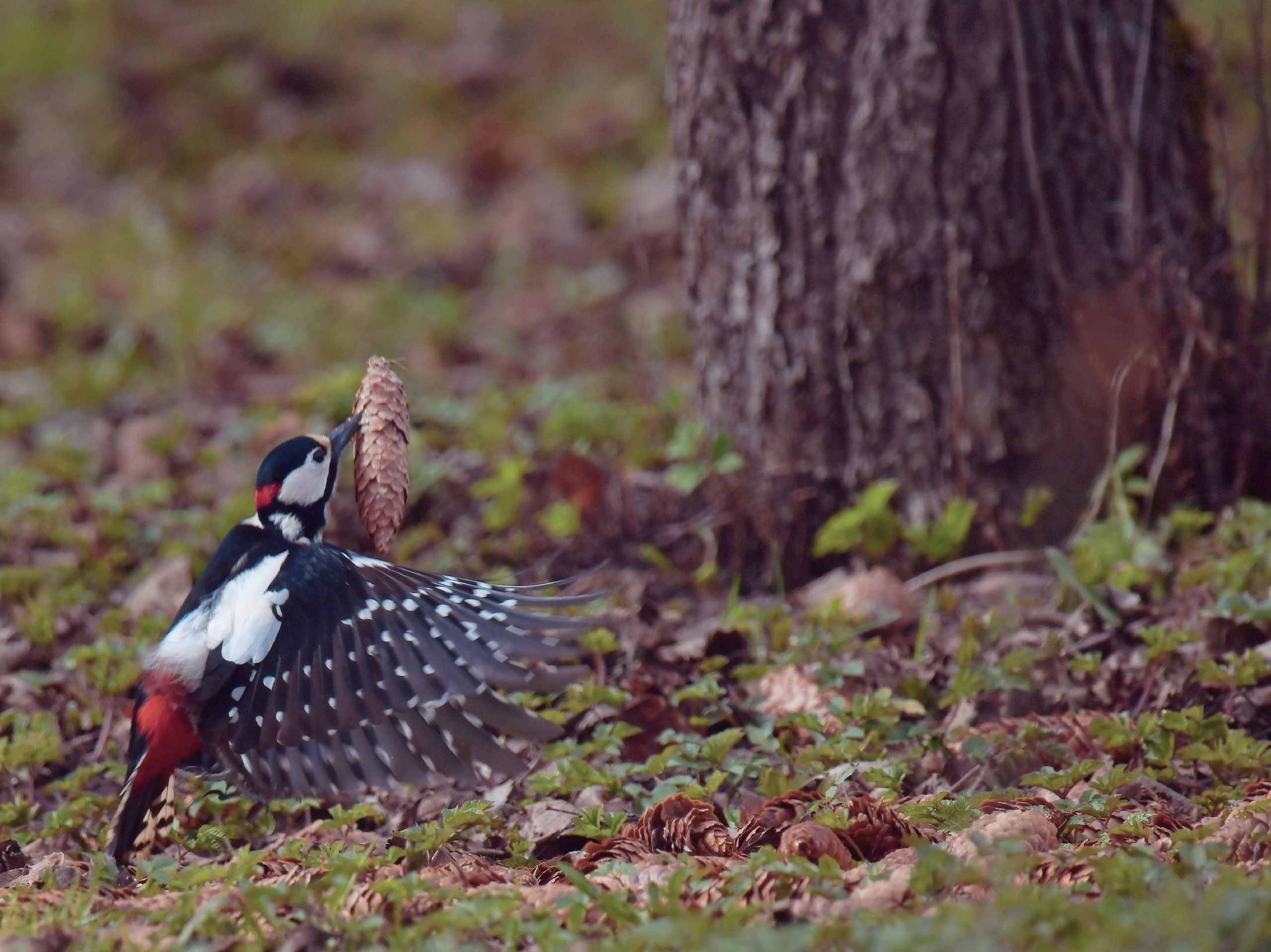 Фотоохота. Фотографии Лены Соколовой