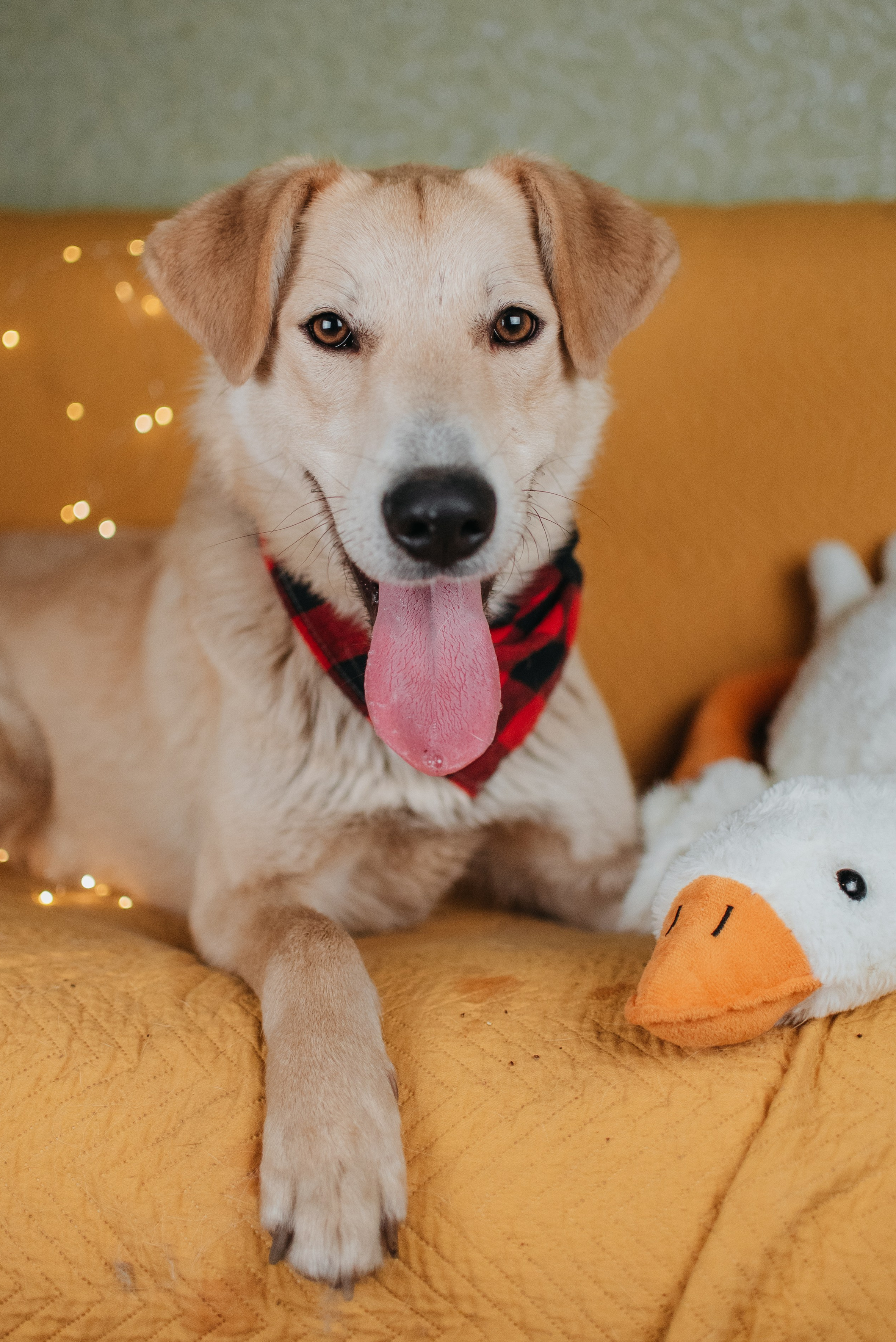 Животные на пристройство. Фотограф-анималист Валерия, Москва, Мытищи