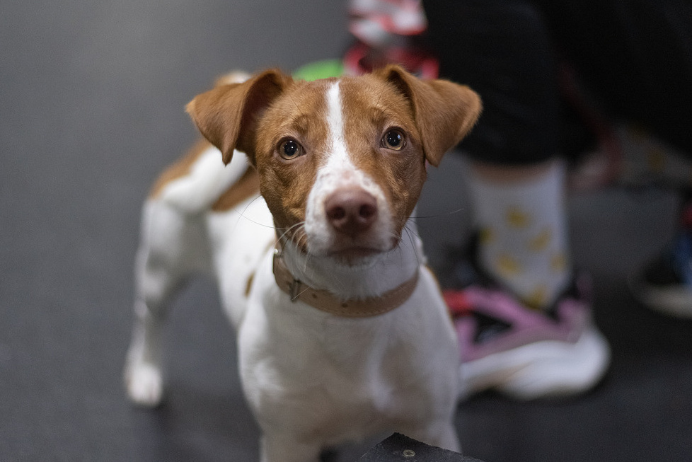 Услуги. Фотограф-анималист Крутиков Евгений