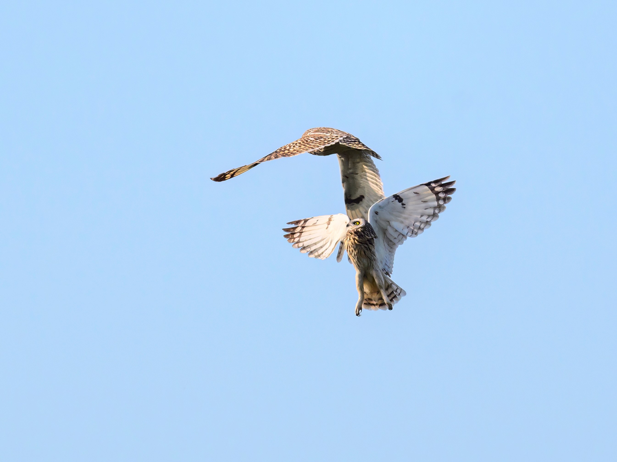 Совы играют в догонялки. Wildlife photography by Sergey Puponin