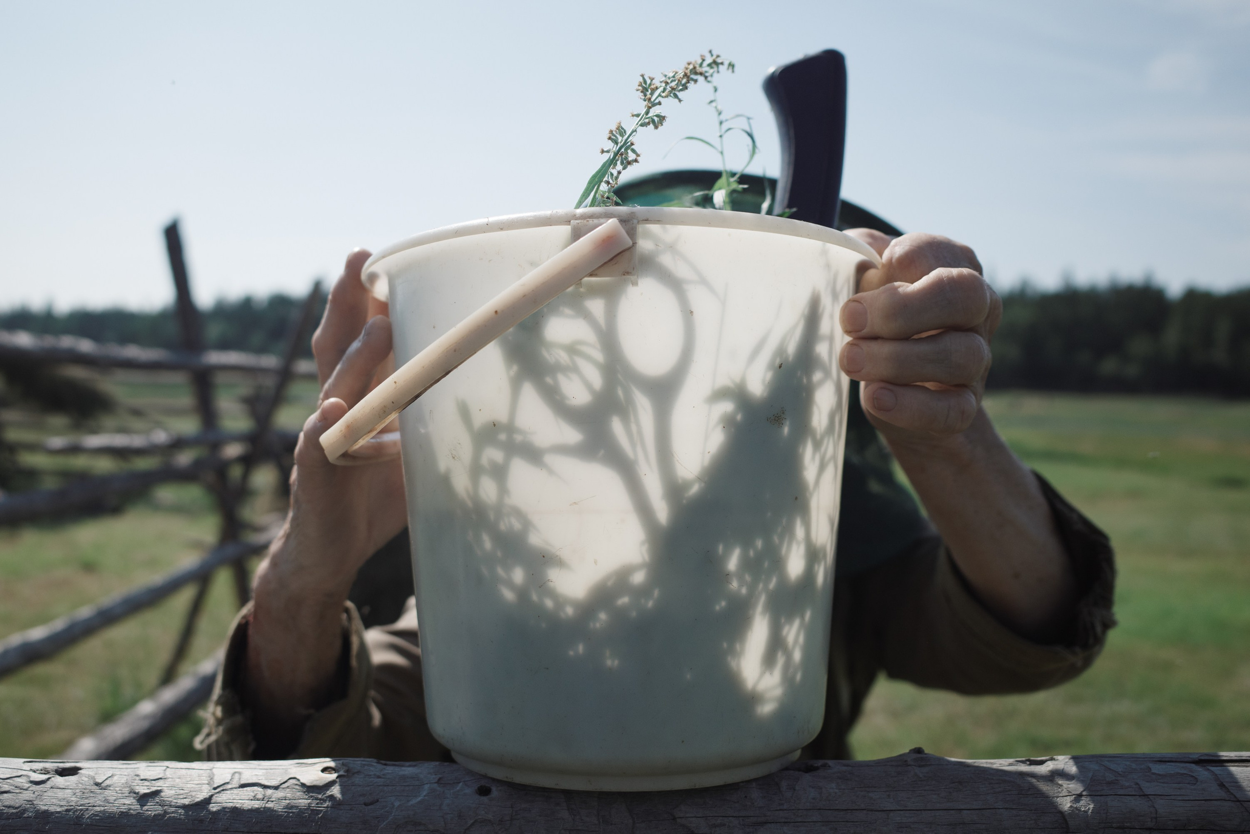 When the Birch Leaves Shine. Slava Lyu-fa