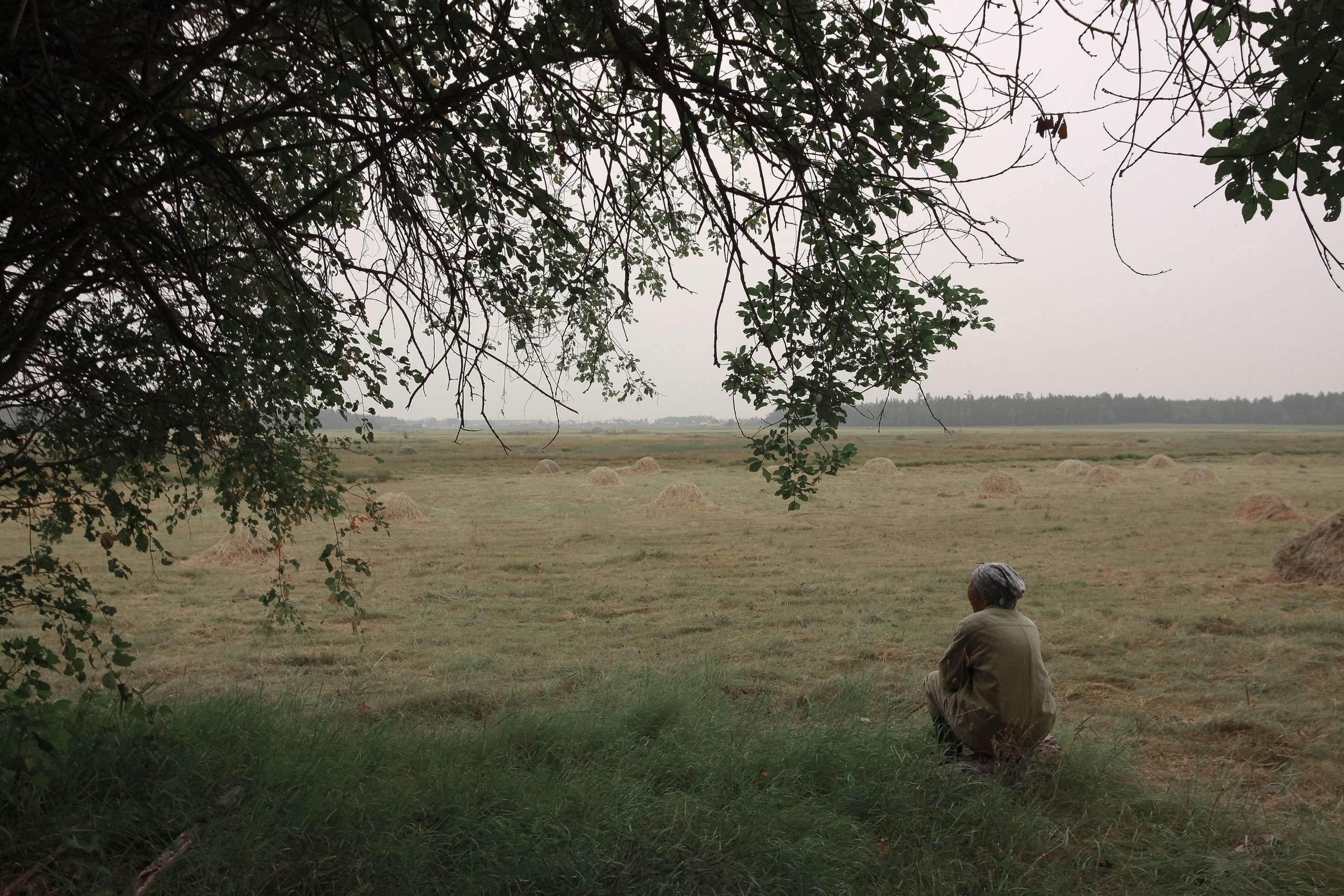 When the Birch Leaves Shine. Slava Lyu-fa