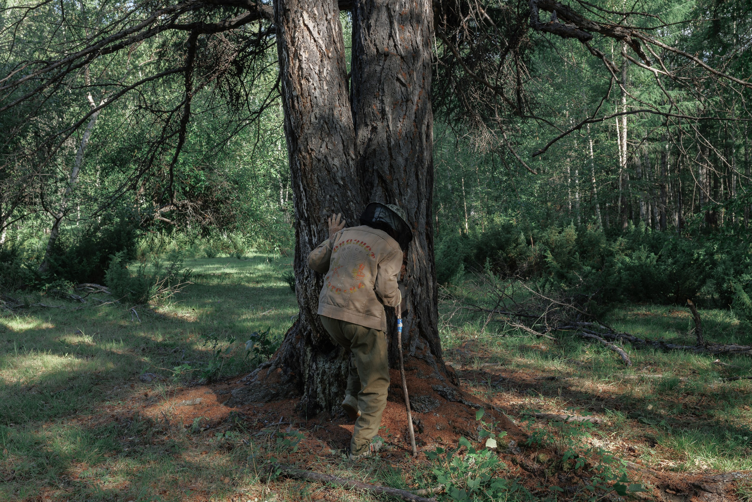 When the Birch Leaves Shine. Slava Lyu-fa