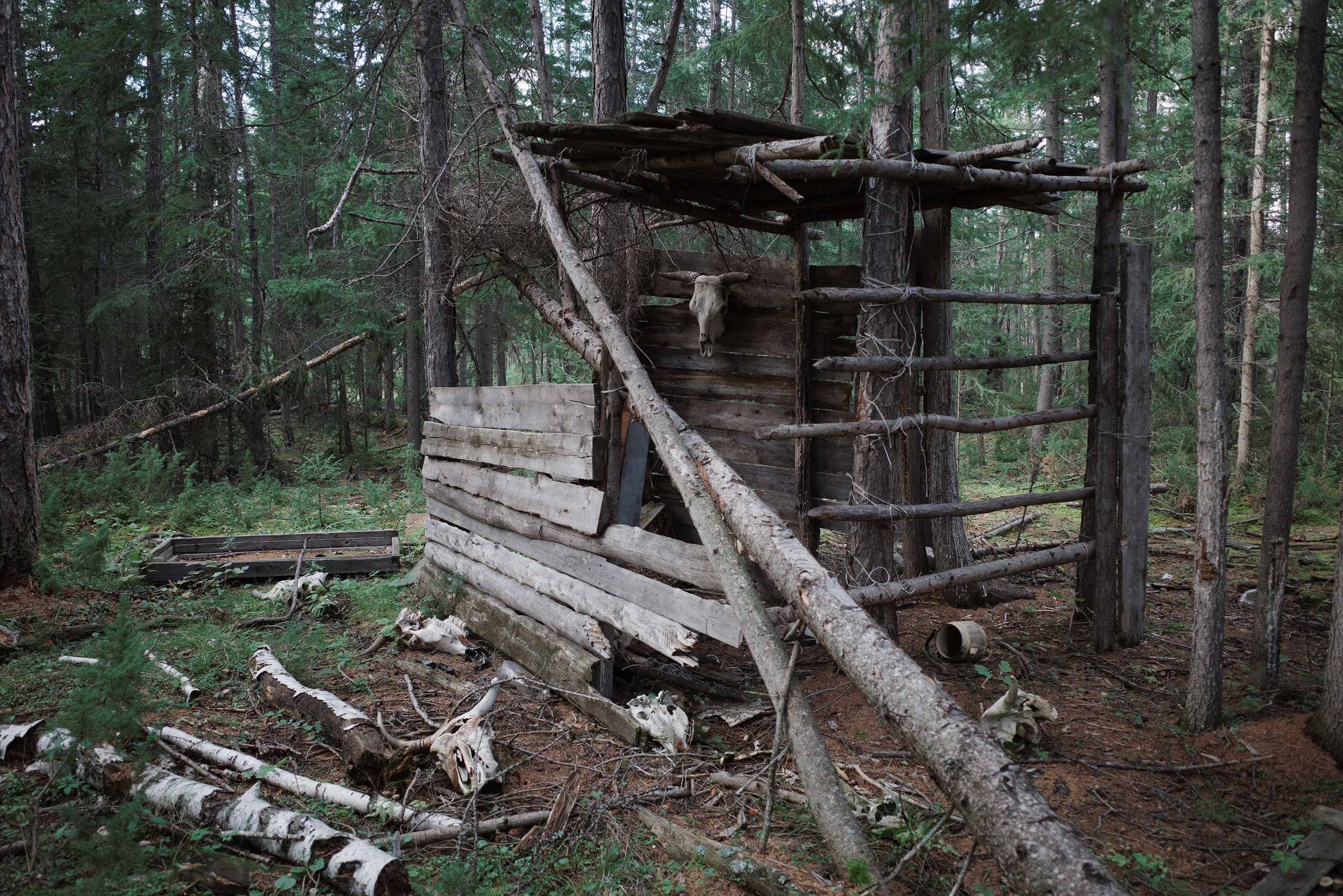 When the Birch Leaves Shine. Slava Lyu-fa