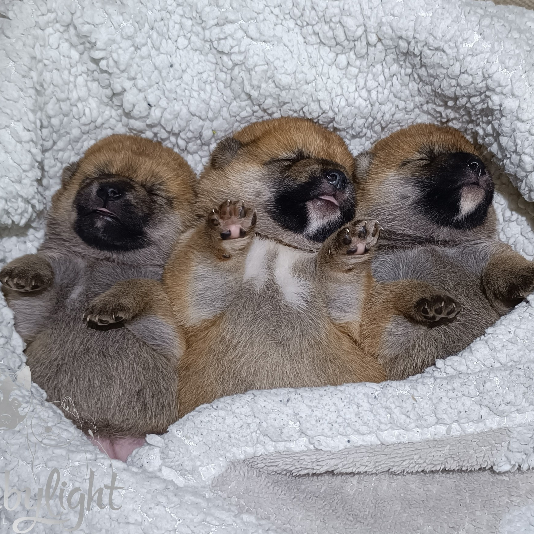 Американская акита щенки сиба щенки питомник Санкт-Петербург