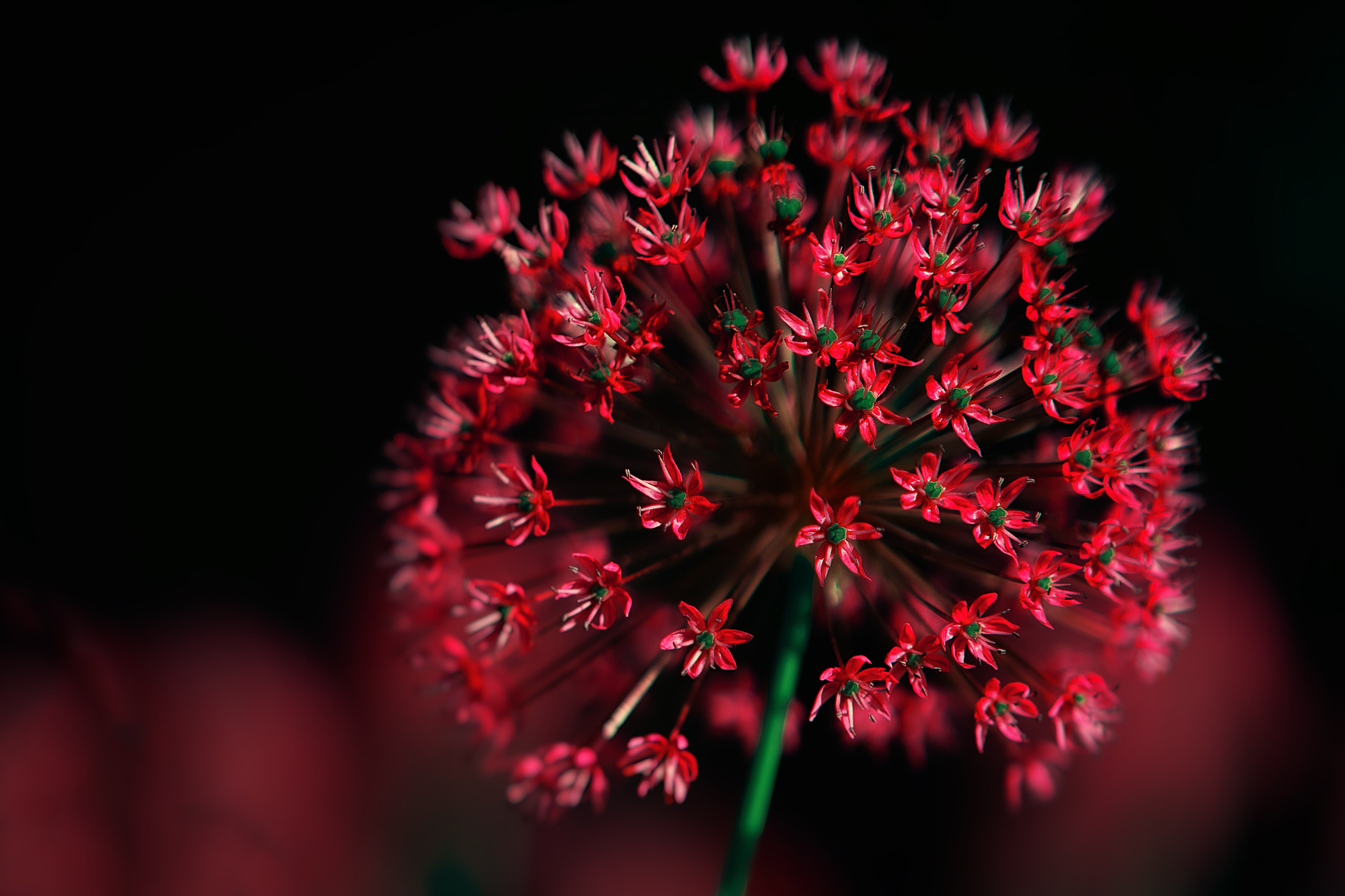 Выставочный проект «Настроение цветов» в ГУМ. Фотограф Ольга Дунаева