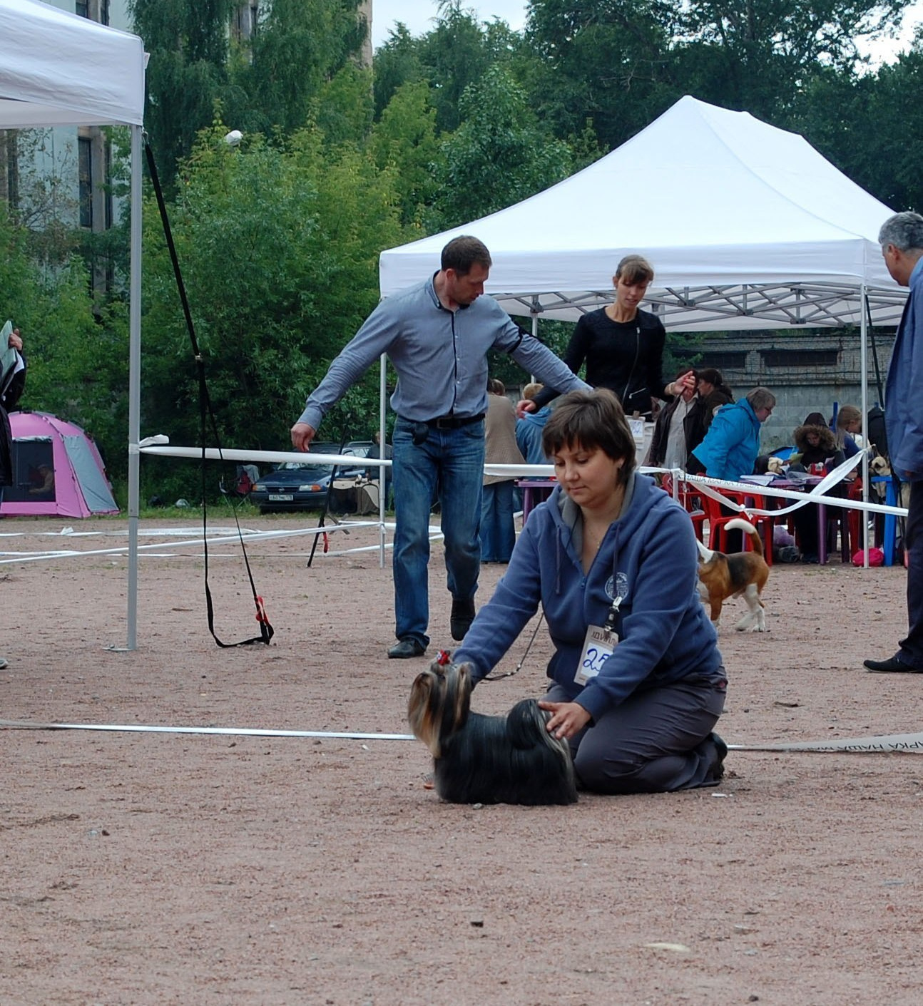 2015 г Результаты выставок. Питомник Йоркширских терьеров Дэнстайл в Санкт-Петербурге заводчик Тих