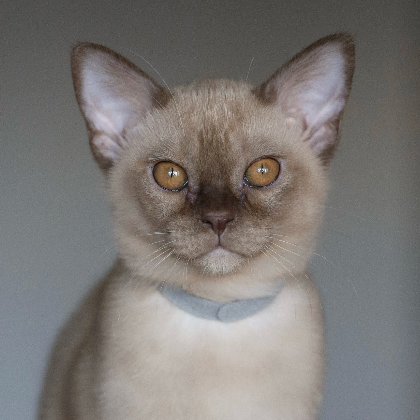 Котята. Питомник «Bouncy Life»