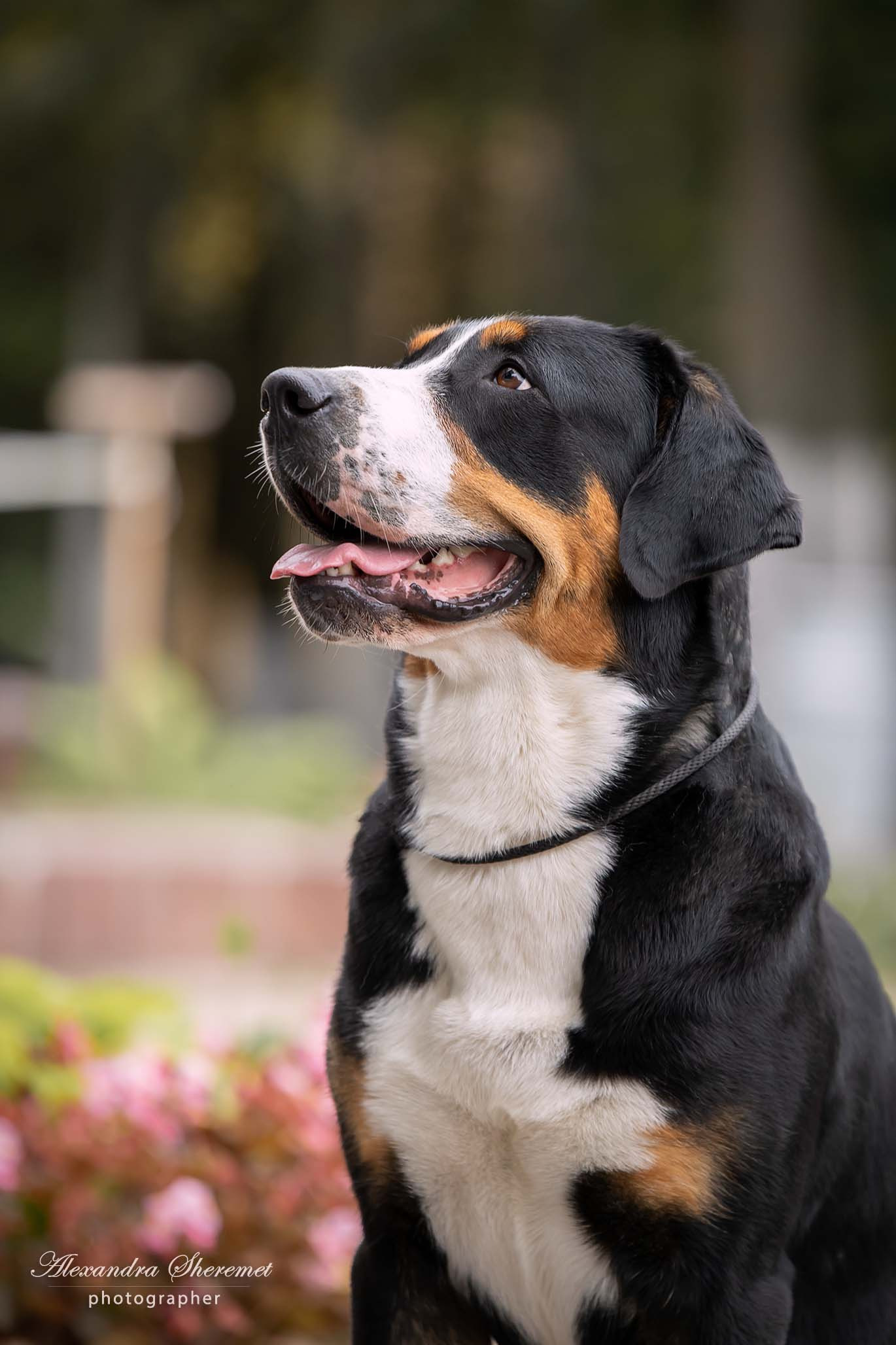 Sanbirds Annabelle bon Ami