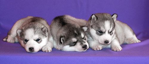 Племенная книга питомника Ice Fantasy. Ice Fantasy kennel: professional breeding of Siberian huskies and wels