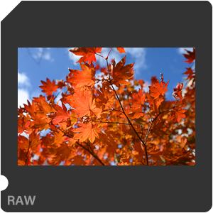 Камера Nikon D с объективом Nikkor Z 14-24mm f/2.8 S. Примеры RAW файлов