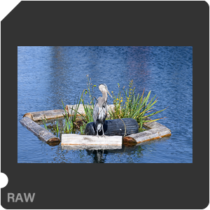 Камера Nikon Z fc с объективом Nikkor Z 70-200mm f/2.8 VR S. Примеры RAW файлов