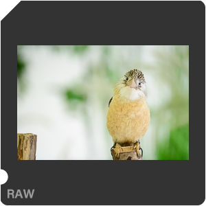 RAW sample