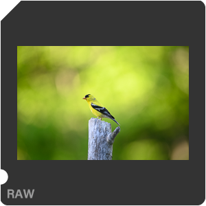 Nikon D780 Camera with AF-S Nikkor 300mm f/4E PF ED VR. Examples of RAW files