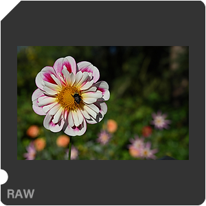 Камера Nikon Z 6III с объективом Nikkor Z 24-70mm f/2.8 S. Примеры RAW файлов