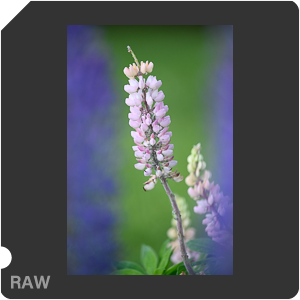 Nikon D780 Camera with AF-S Nikkor 300mm f/4E PF ED VR. Examples of RAW files