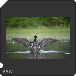 Nikon D780 Camera with AF-S Nikkor 300mm f/4E PF ED VR. Examples of RAW files