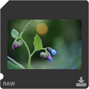 Камера Nikon D810 с объективом AF-S Micro Nikkor 60 mm f/2.8G ED. Примеры RAW файлов