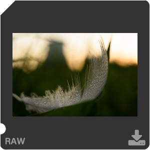 Камера Nikon D810 с объективом AF-S Micro Nikkor 60 mm f/2.8G ED. Примеры RAW файлов