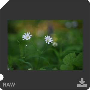 Камера Nikon D810 с объективом AF-S Micro Nikkor 60 mm f/2.8G ED. Примеры RAW файлов