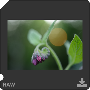 Камера Nikon D810 с объективом AF-S Micro Nikkor 60 mm f/2.8G ED. Примеры RAW файлов