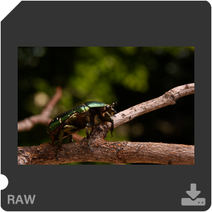 Камера Nikon D810 с объективом AF-S Micro Nikkor 60 mm f/2.8G ED. Примеры RAW файлов