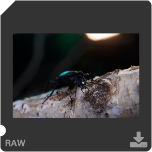 Камера Nikon D810 с объективом AF-S Micro Nikkor 60 mm f/2.8G ED. Примеры RAW файлов