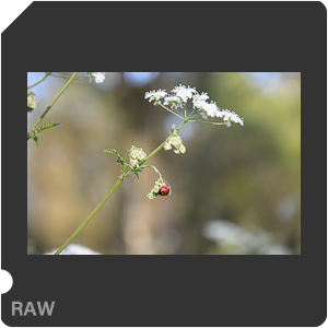 Камера Nikon D500 с объективом AF-S DX Nikkor 16-80mm f/2.8-4E ED VR. Примеры RAW файлов