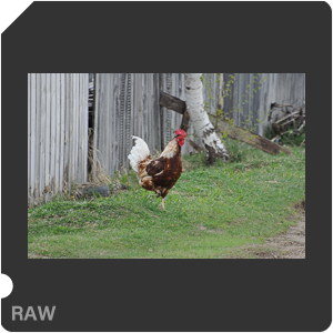 RAW sample