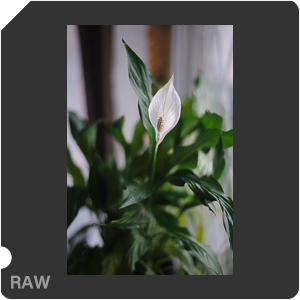 Nikon D700 Camera with AF Nikkor 50mm f/1.8. Examples of RAW files