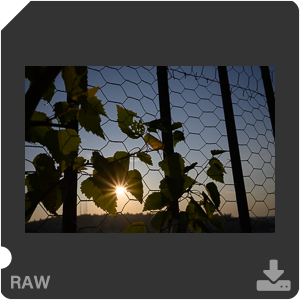 Камера Nikon Z 50 с объективом Nikkor Z DX 24 mm f/1.7. Примеры RAW файлов