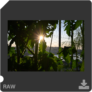 Камера Nikon Z 50 с объективом Nikkor Z DX 24 mm f/1.7. Примеры RAW файлов