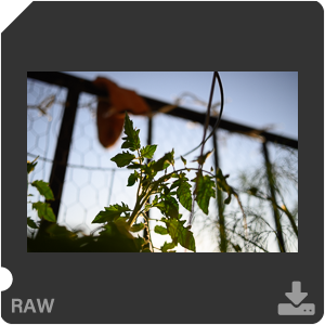 Камера Nikon Z 50 с объективом Nikkor Z DX 24 mm f/1.7. Примеры RAW файлов