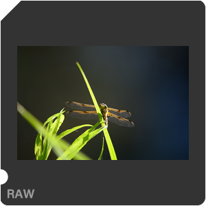 Nikon D780 Camera with AF-S Nikkor 300mm f/4E PF ED VR. Examples of RAW files