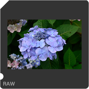 Камера Nikon Z fc с объективом Nikkor Z 35 mm f/1.8 S. Примеры RAW файлов