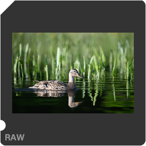 Nikon D780 Camera with AF-S Nikkor 300mm f/4E PF ED VR. Examples of RAW files