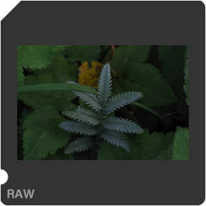 RAW sample