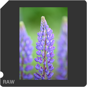 Nikon D780 Camera with AF-S Nikkor 300mm f/4E PF ED VR. Examples of RAW files