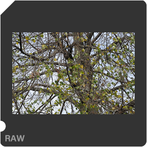 RAW sample
